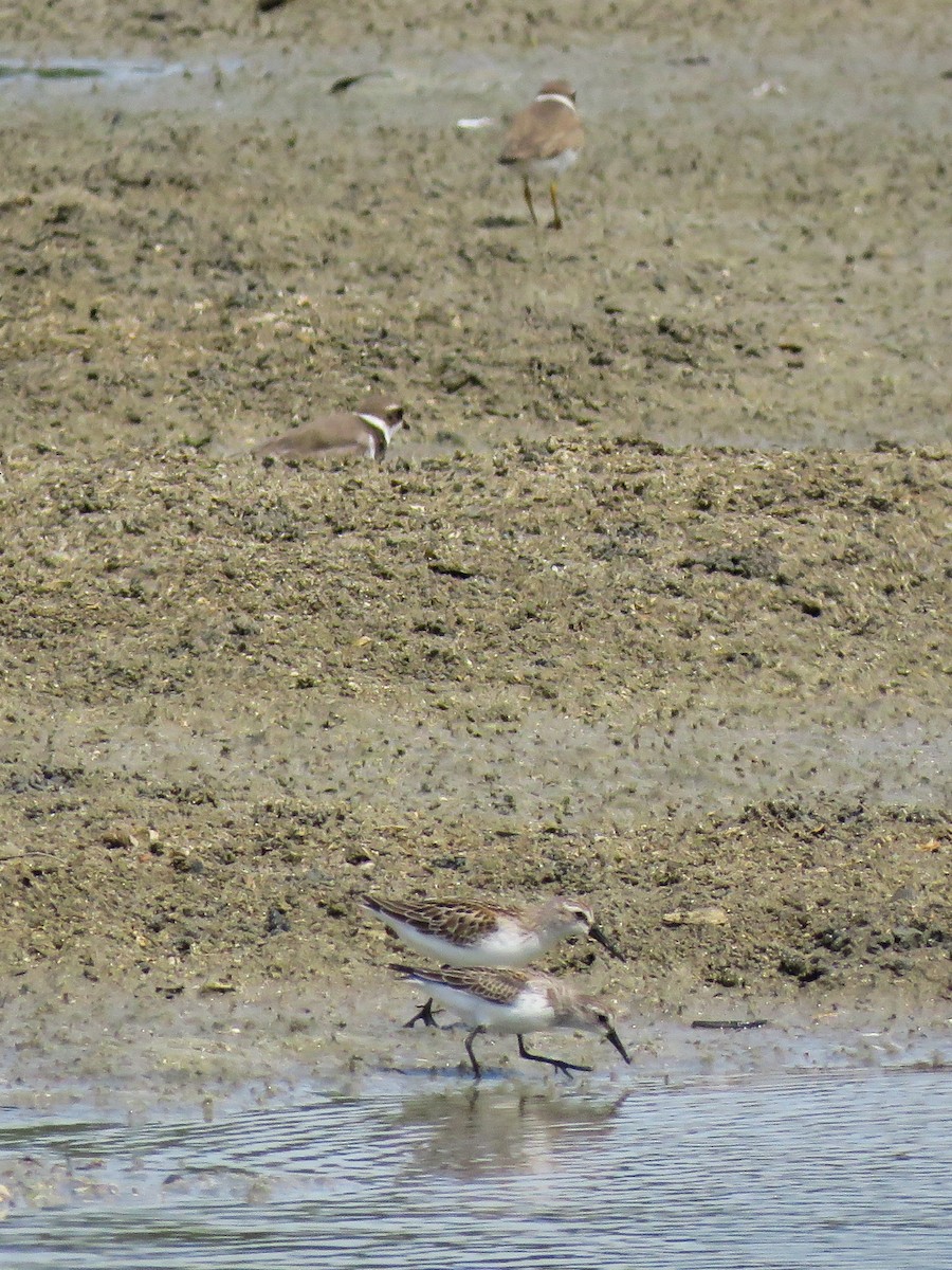 Semipalmated Plover - ML115353491