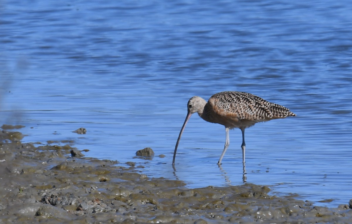 Long-billed Curlew - ML115356721