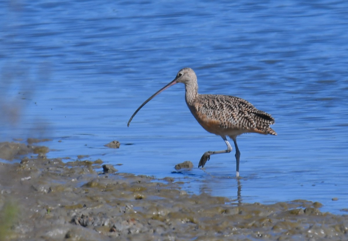 Long-billed Curlew - ML115356761