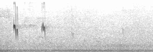 Gri Belli İğnekuyruk (cinereiventris) - ML115357