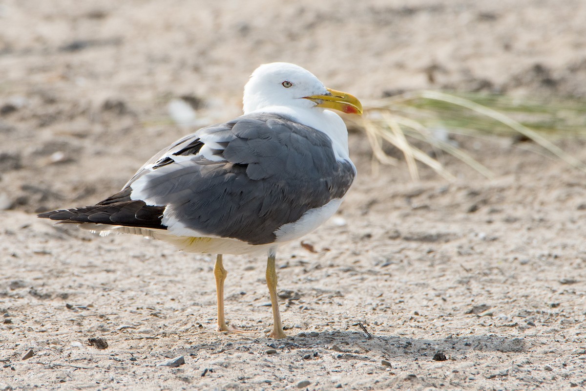 Lesser Black-backed Gull - Sue Barth