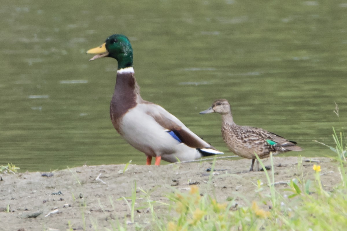 Green-winged Teal - Sue Barth