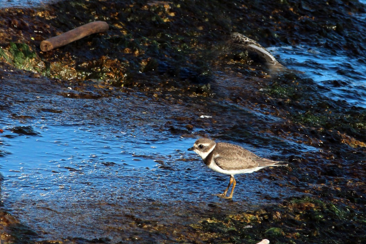 Semipalmated Plover - ML115362181