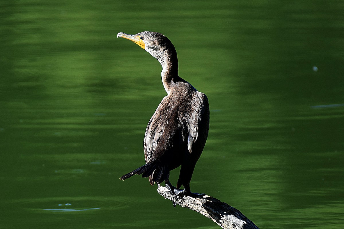 Double-crested Cormorant - Hugh Barger