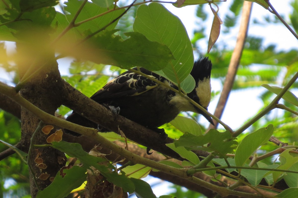 Heart-spotted Woodpecker - ML115364291