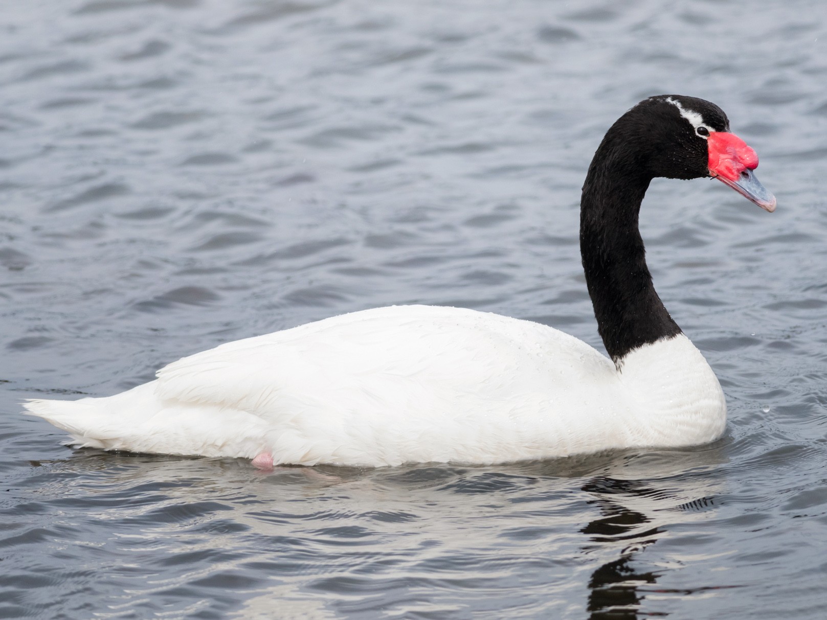 Black-necked Swan - Claudia Brasileiro