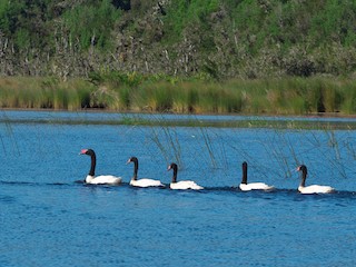  - Black-necked Swan