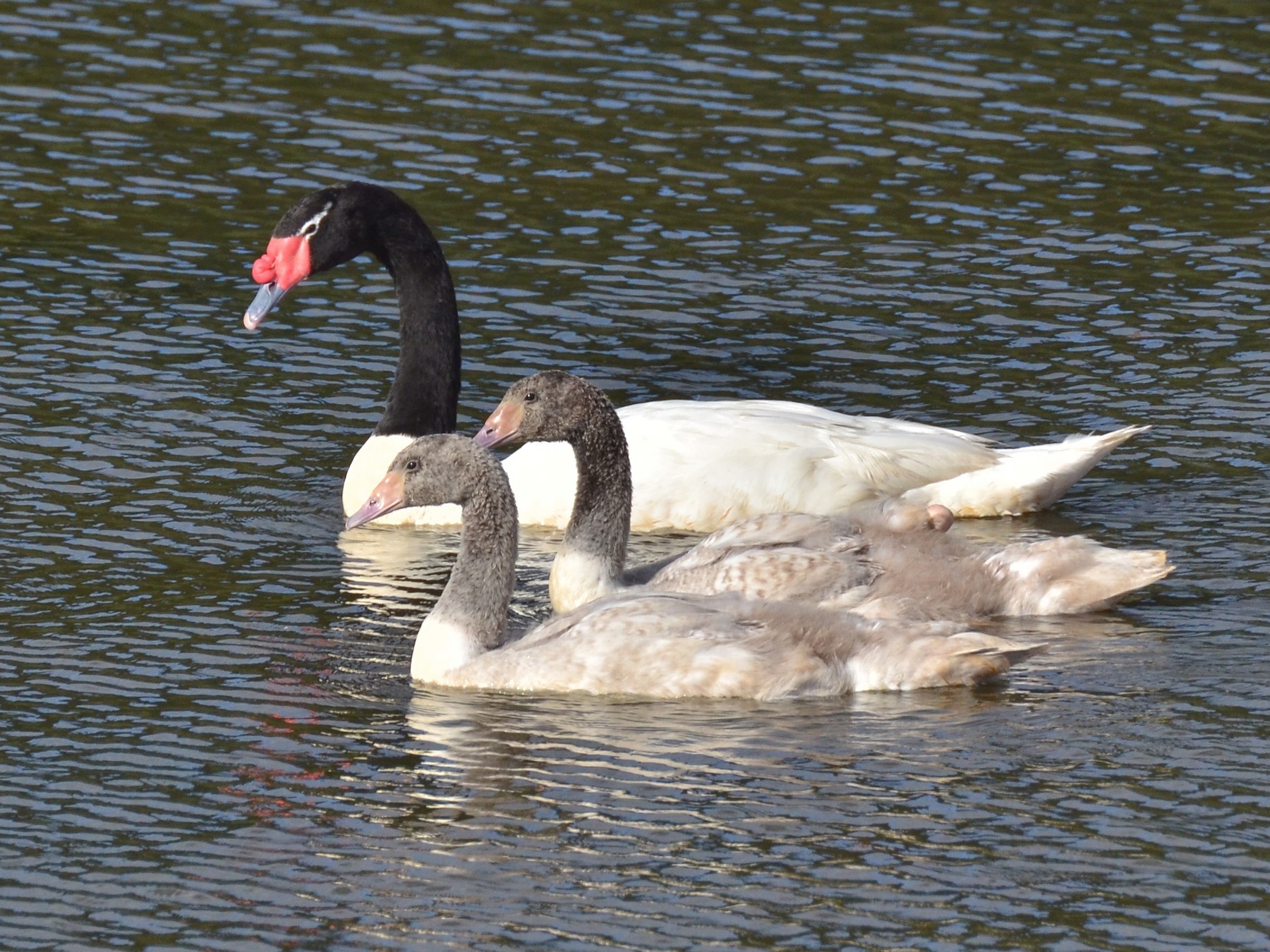 Black Necked Swan Ebird