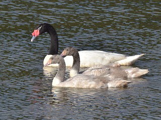  - Black-necked Swan