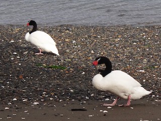 - Black-necked Swan