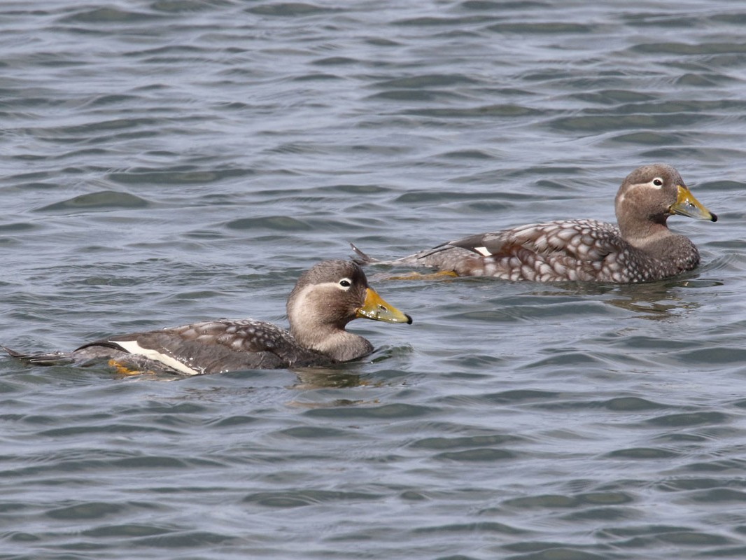 Flightless SteamerDuck eBird