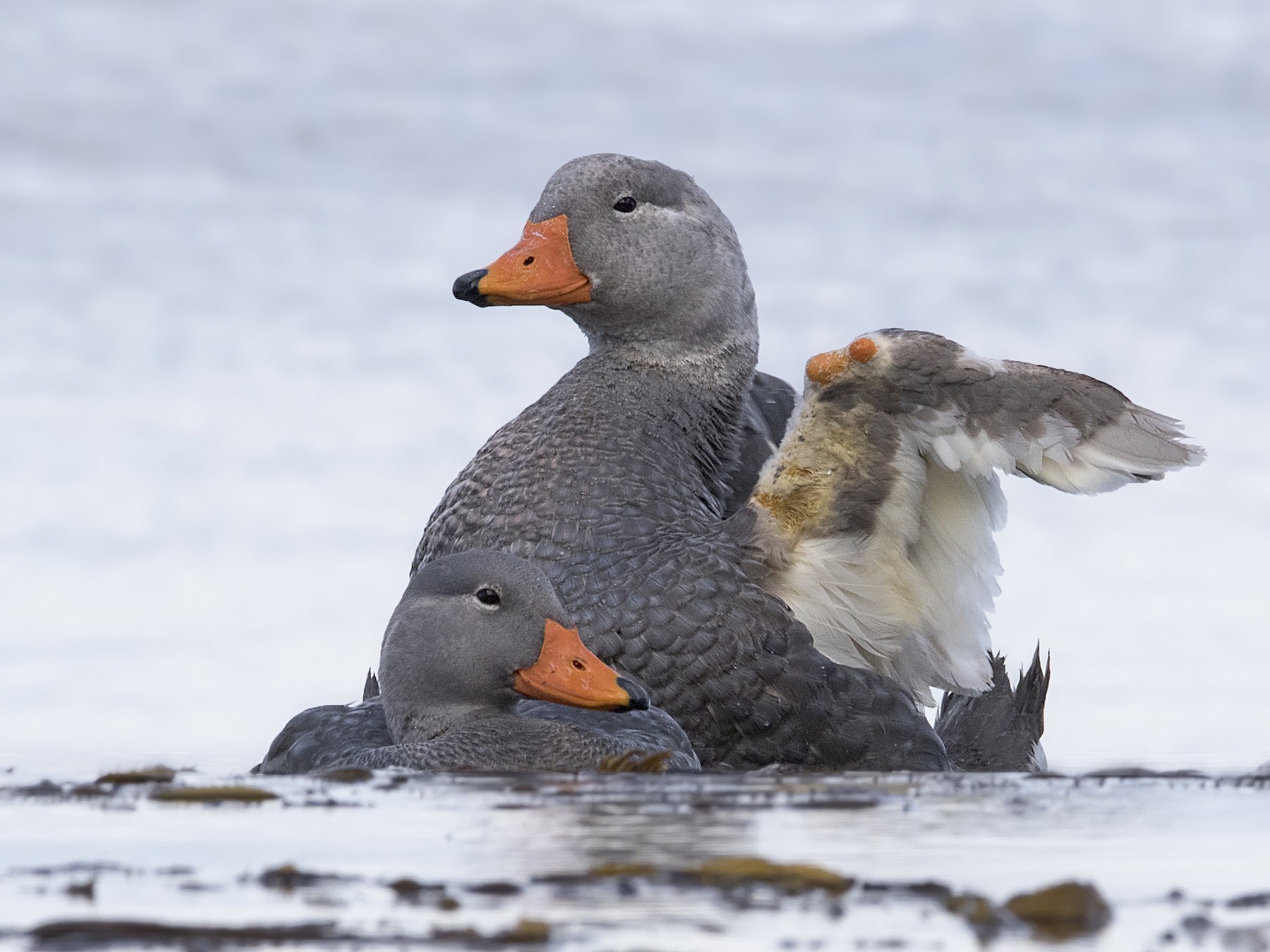 Flightless Steamer-Duck - Pio Marshall