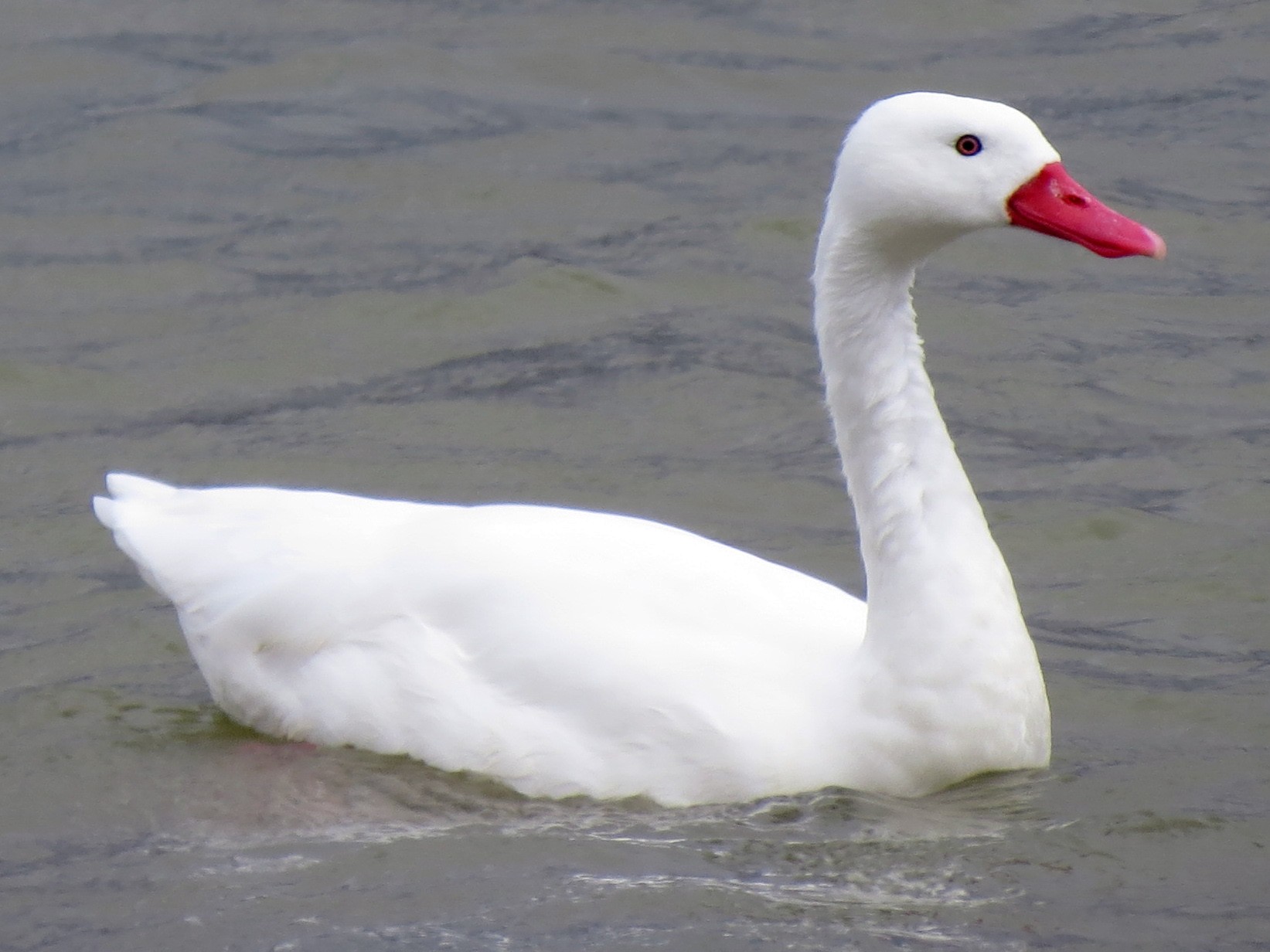 Coscoroba Swan - eBird