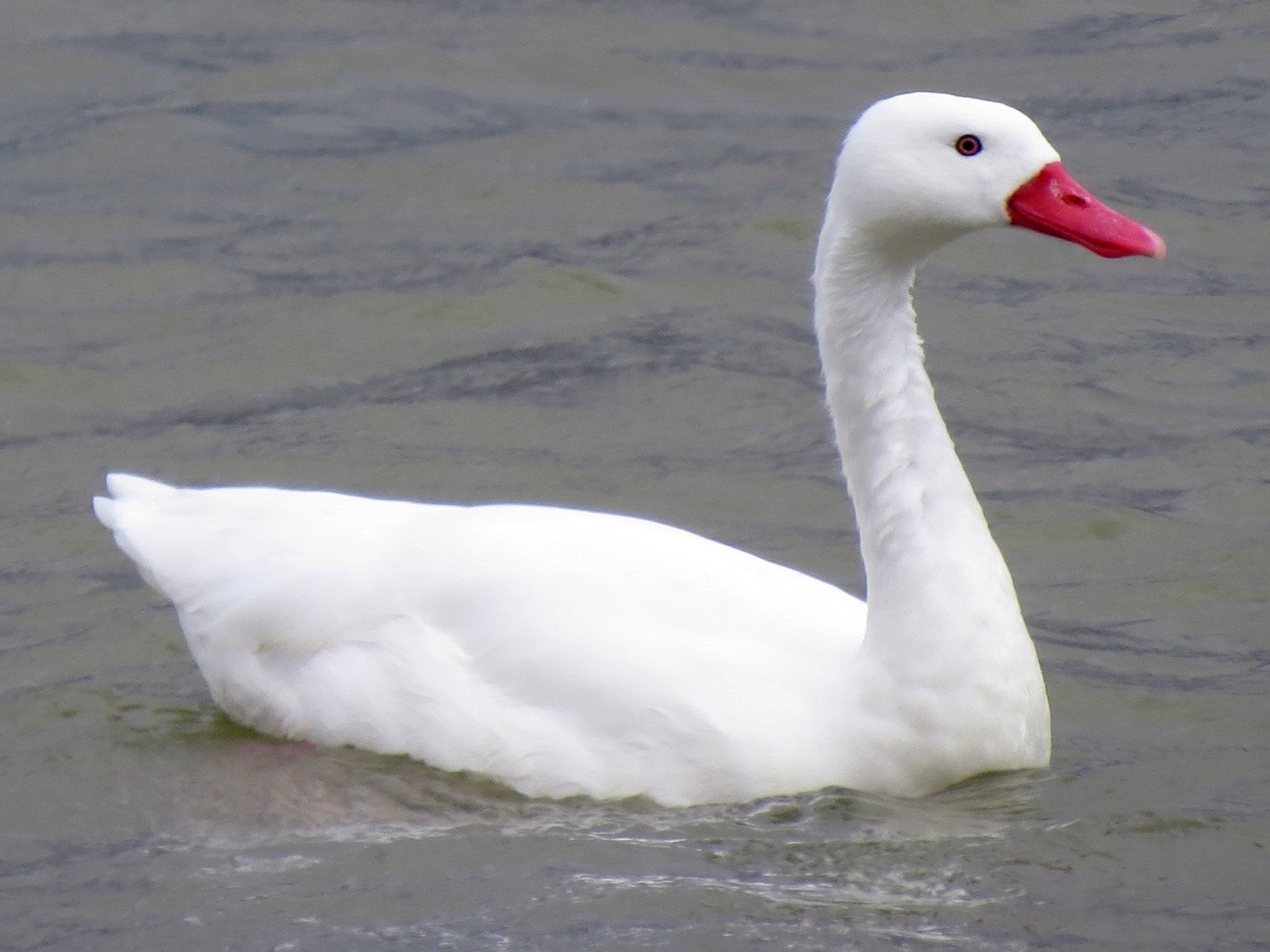 Coscoroba Swan - Becky Marvil