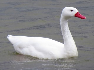  - Coscoroba Swan