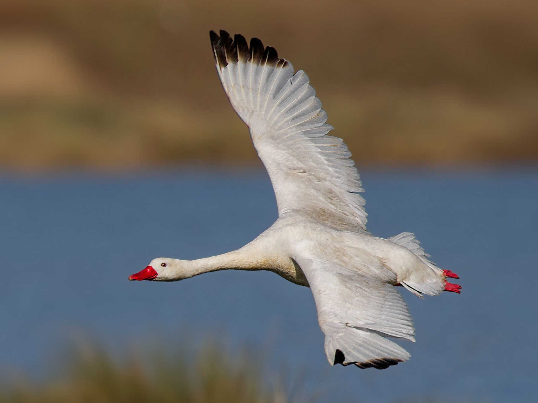 Coscoroba Swan - Pio Marshall