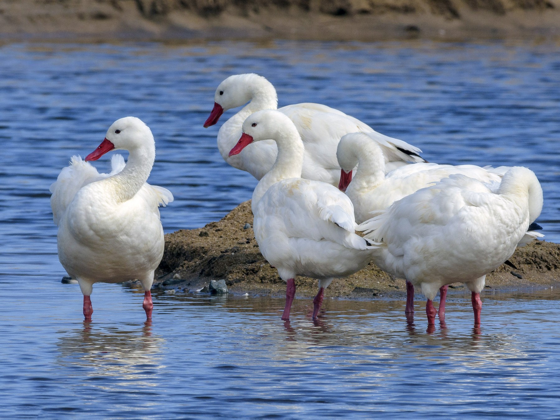 Coscoroba Swan - VERONICA ARAYA GARCIA