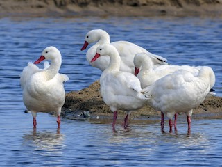  - Coscoroba Swan