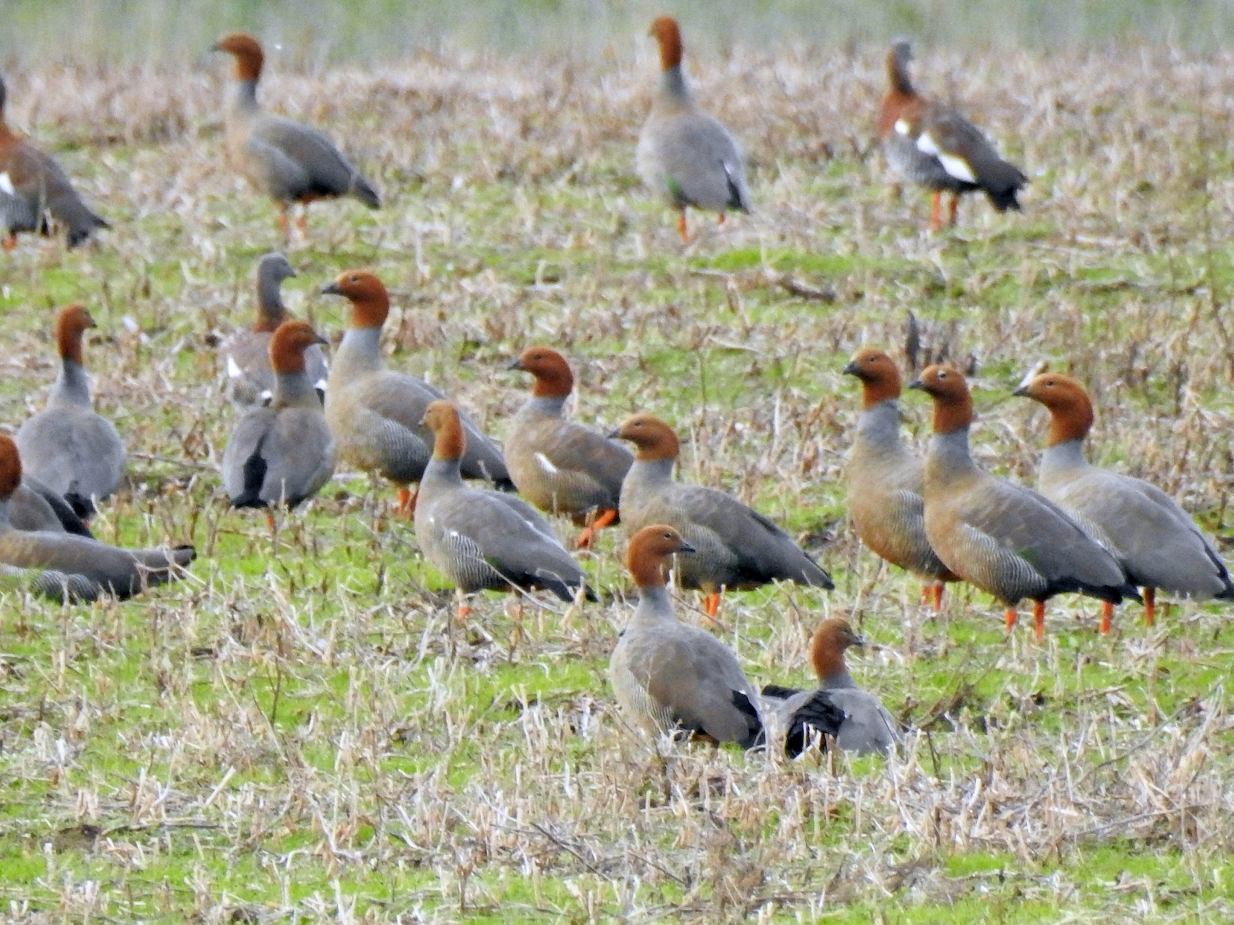 Ruddy-headed Goose - eBird