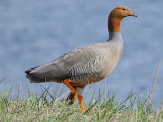  - Ruddy-headed Goose