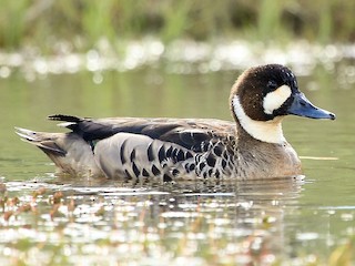  - Spectacled Duck