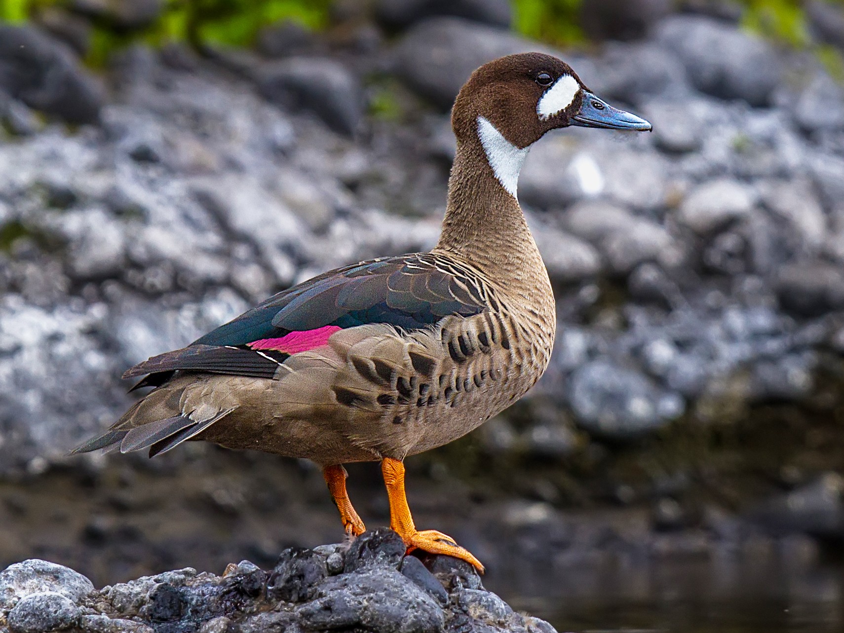 Spectacled Duck - Pio Marshall