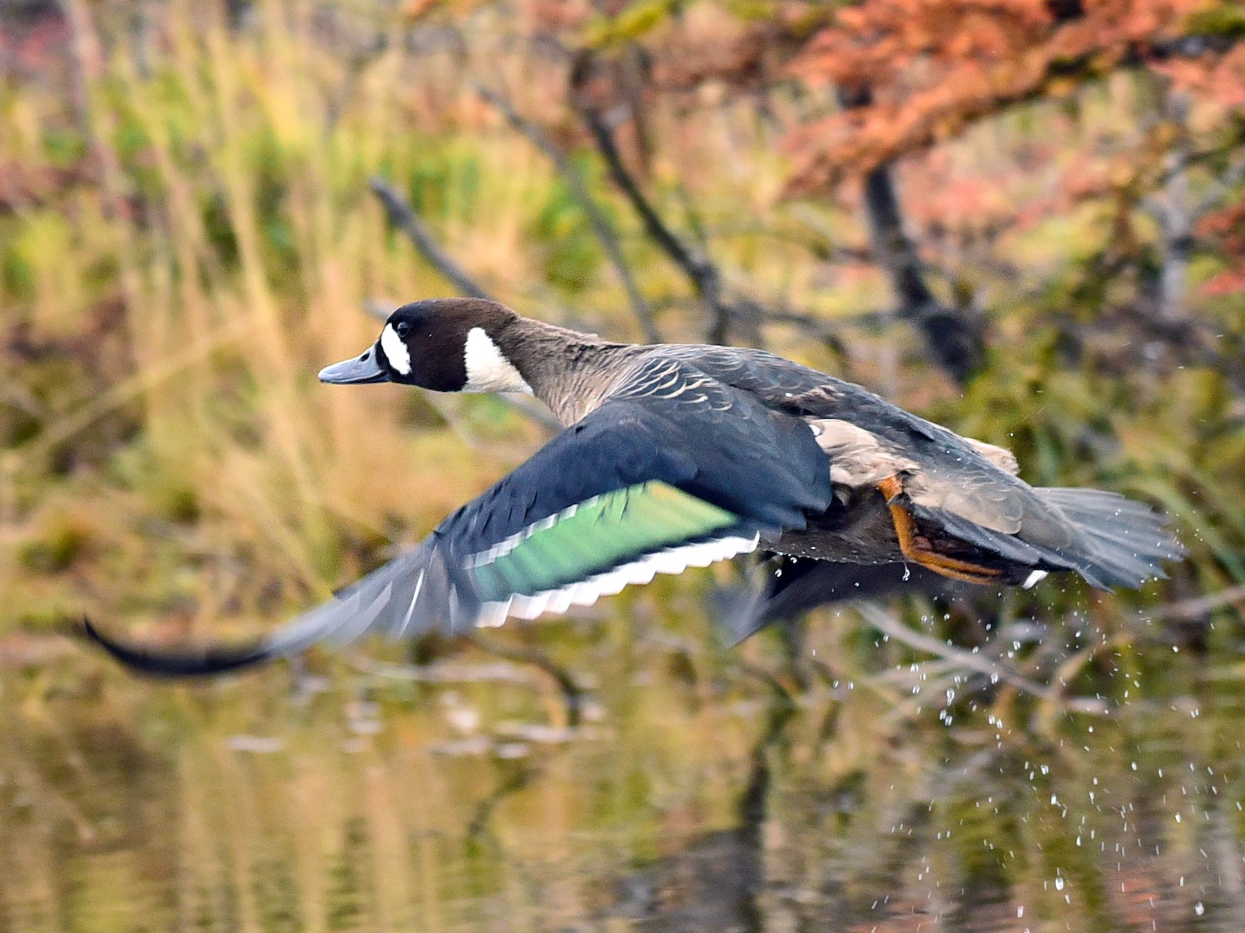 Spectacled Duck - Luiz Moschini