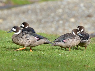 Spectacled Duck - eBird