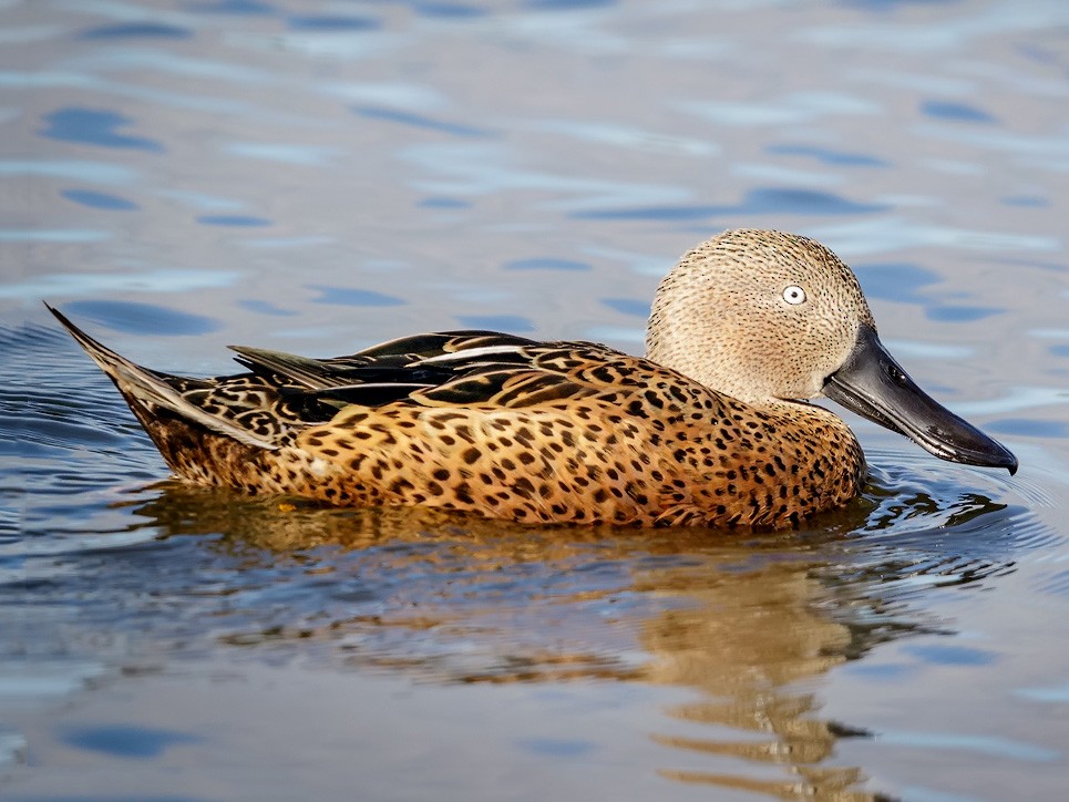 Cuchara Argentino - eBird
