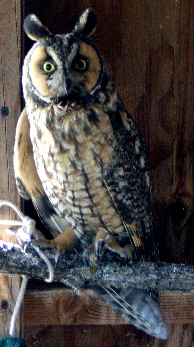 Long-eared Owl - Karen Scheuermann