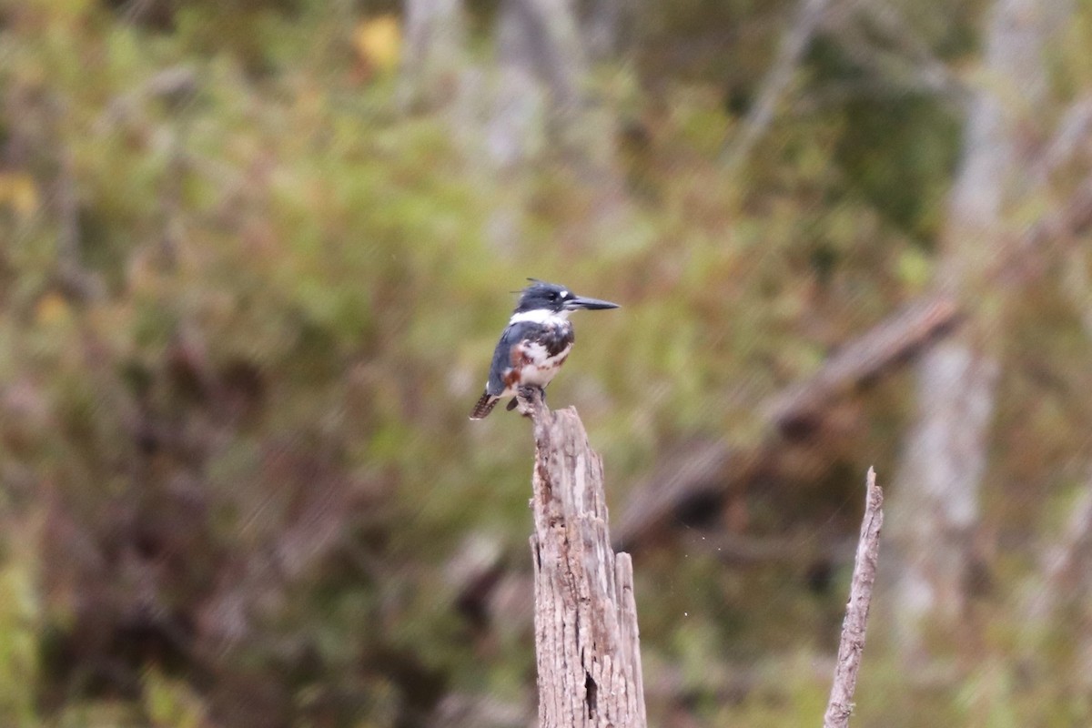 Belted Kingfisher - ML115369751
