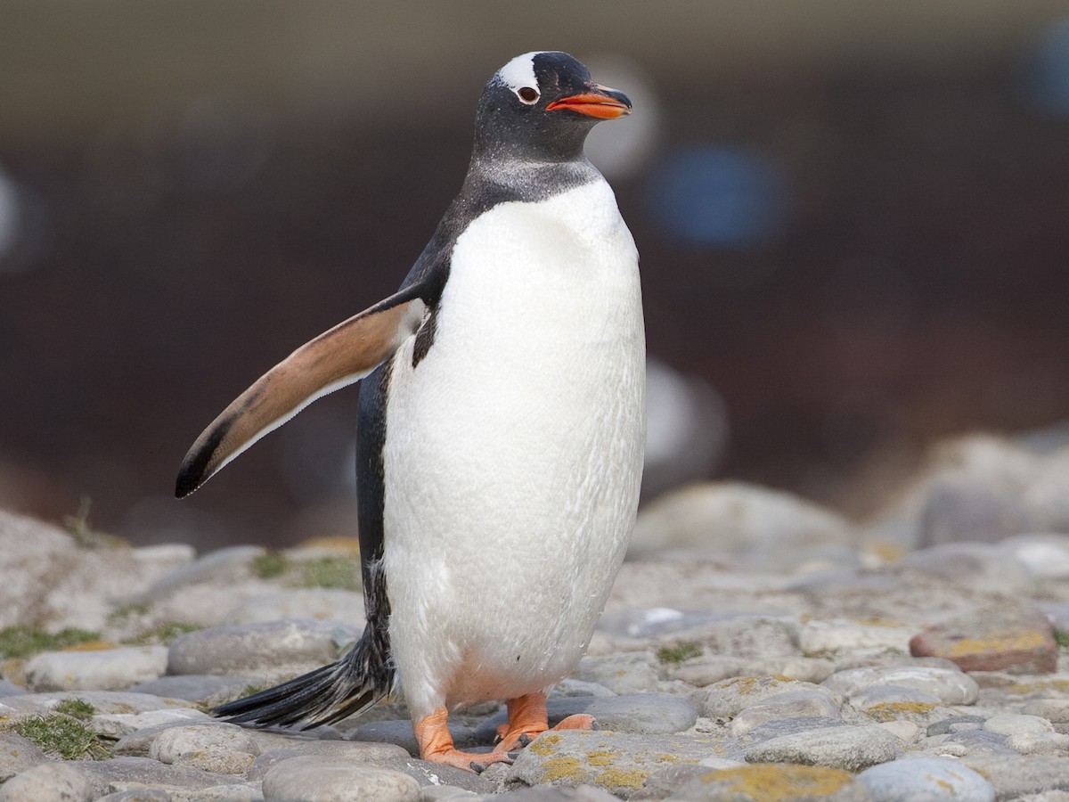 Gentoo Penguin Pygoscelis Papua Birds Of The World