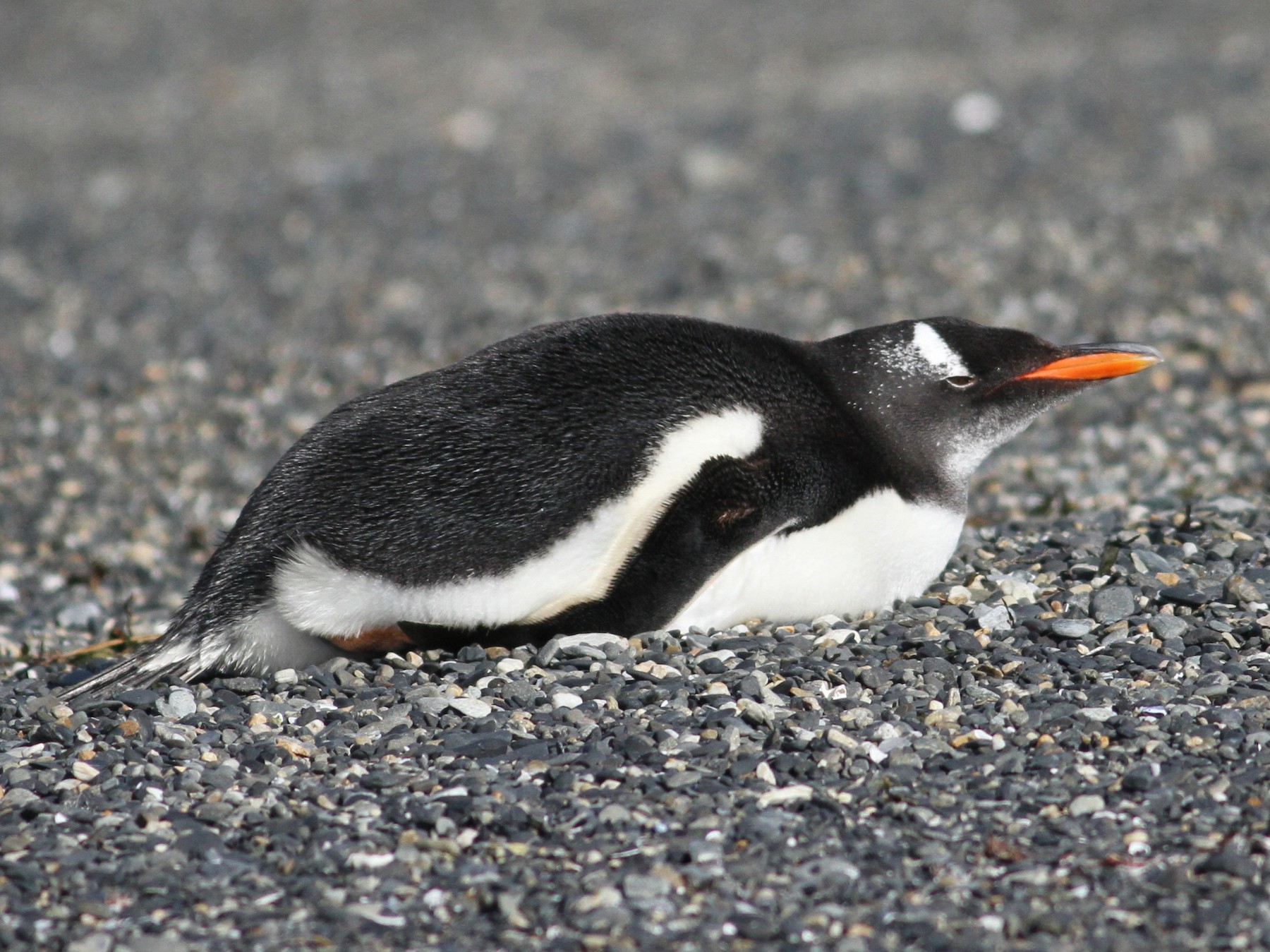 Gentoo Penguin - Luke Seitz