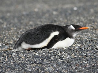 ジェンツーペンギン - eBird