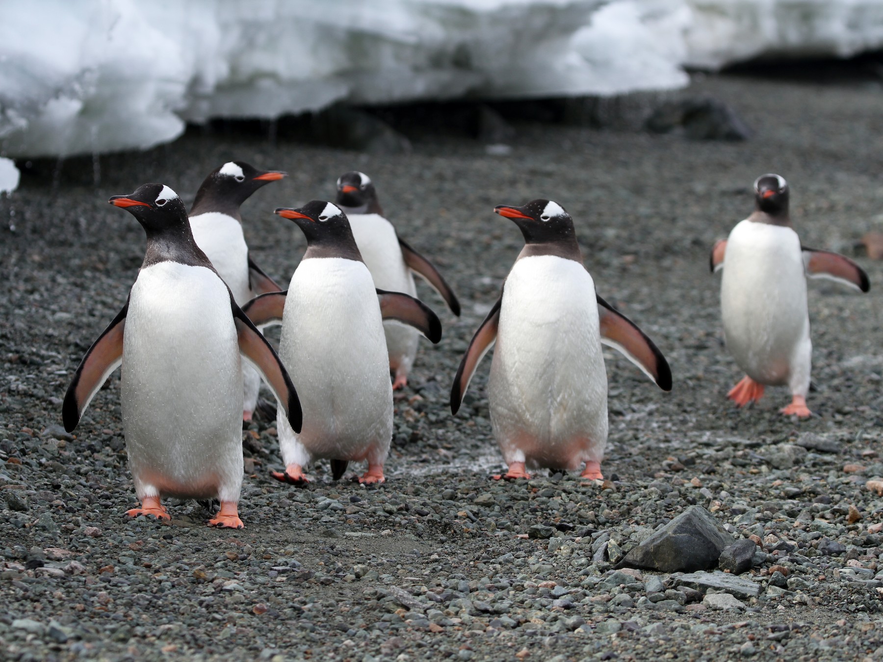 Gentoo Penguin - James (Jim) Holmes