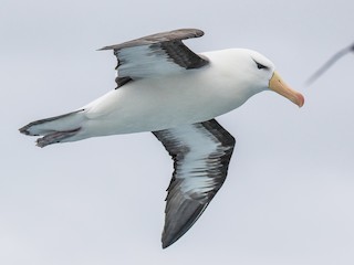  - Black-browed Albatross