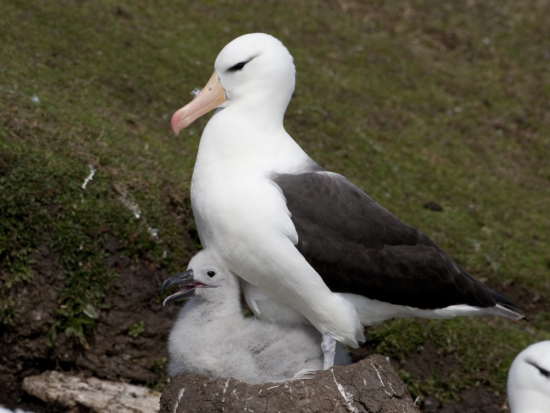 Black-browed Albatross - Brian Sullivan