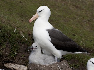  - Black-browed Albatross (Black-browed)