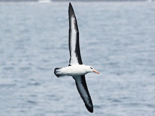  - Black-browed Albatross