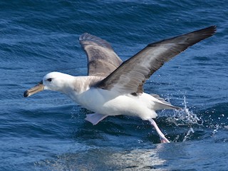  - Black-browed Albatross