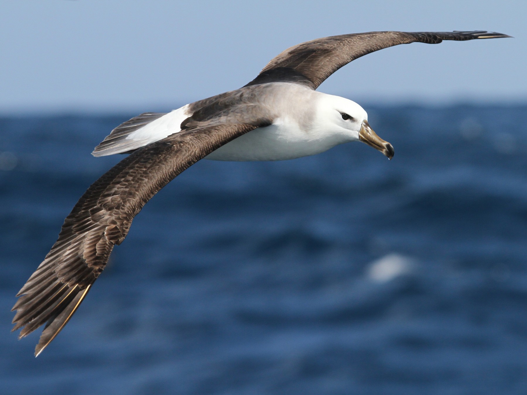 Black-browed Albatross - Christoph Moning