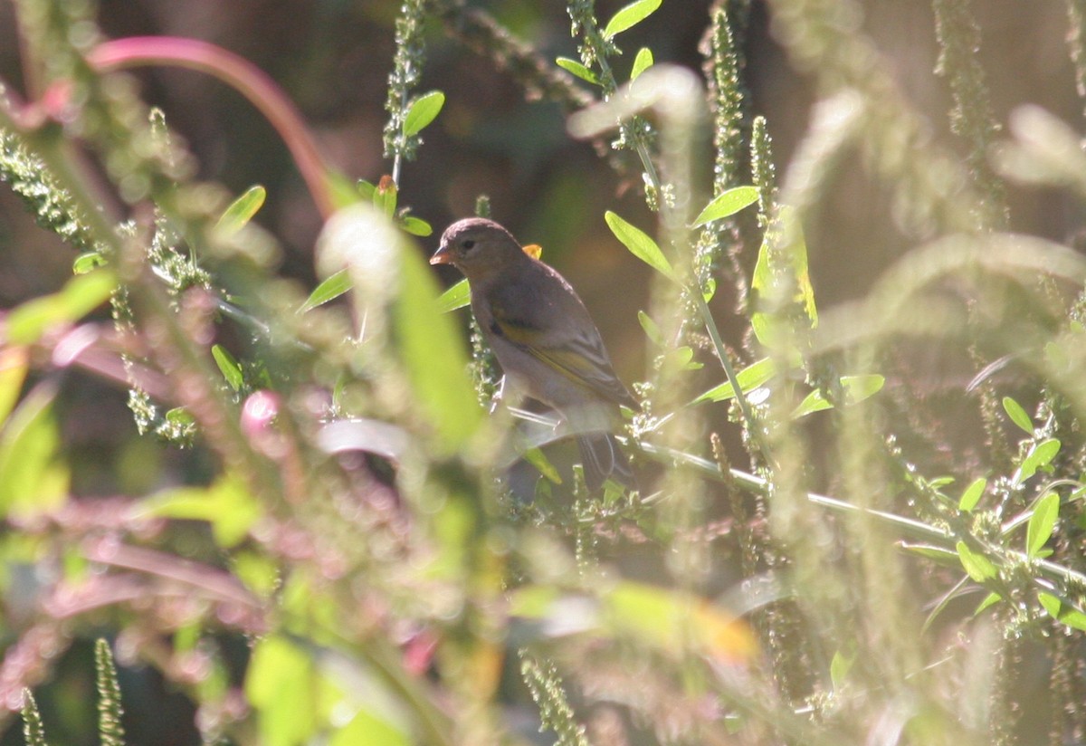Lawrence's Goldfinch - ML115371521