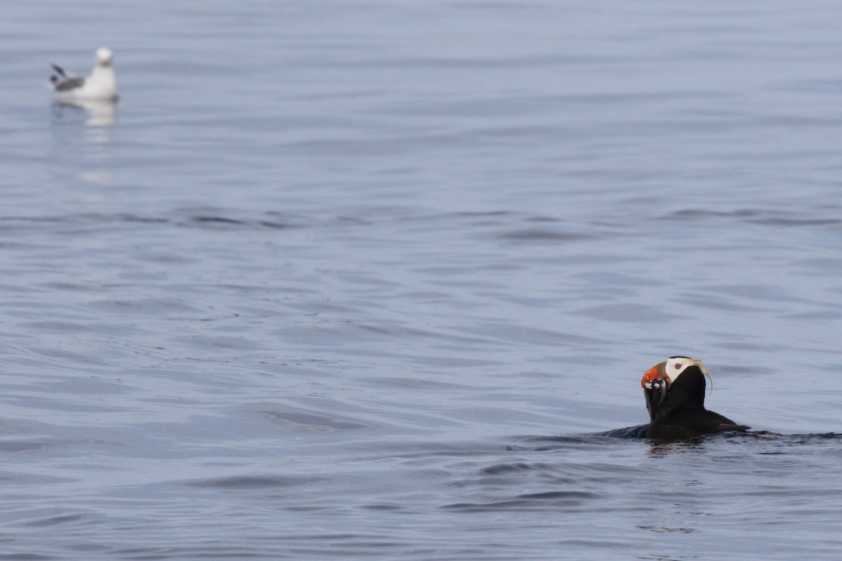 Tufted Puffin - ML115381021