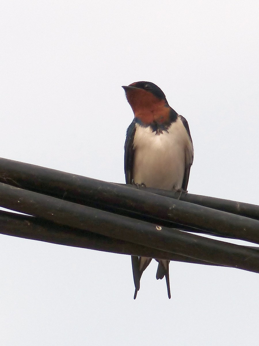 Red-chested Swallow - ML115382081