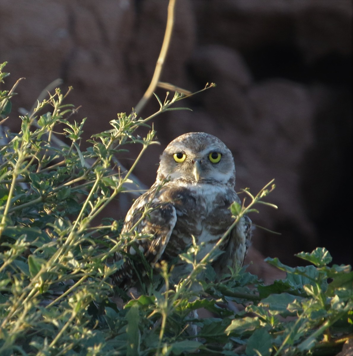 Burrowing Owl (Western) - Jim Stasz