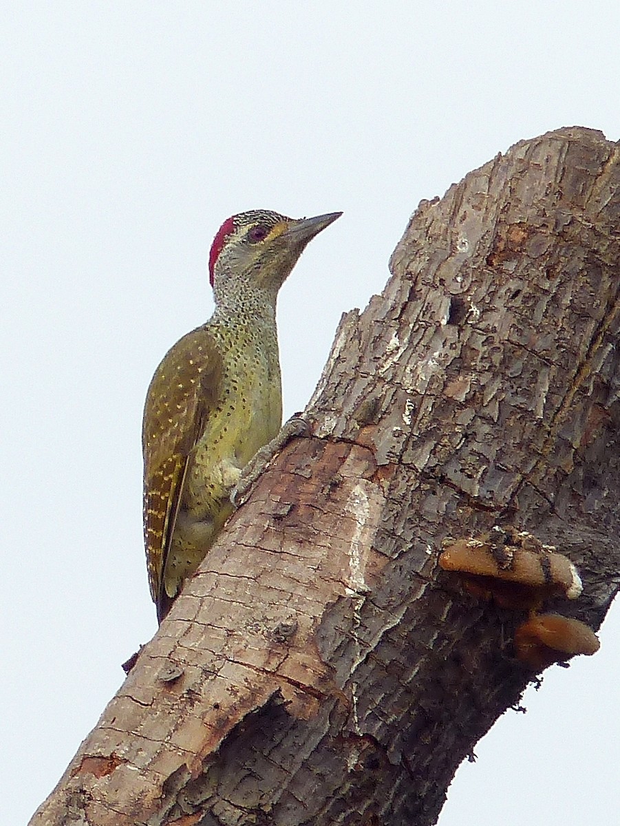 Fine-spotted Woodpecker - ML115383171