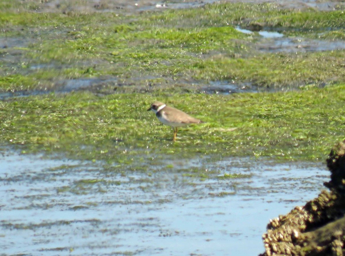 Semipalmated Plover - ML115383221