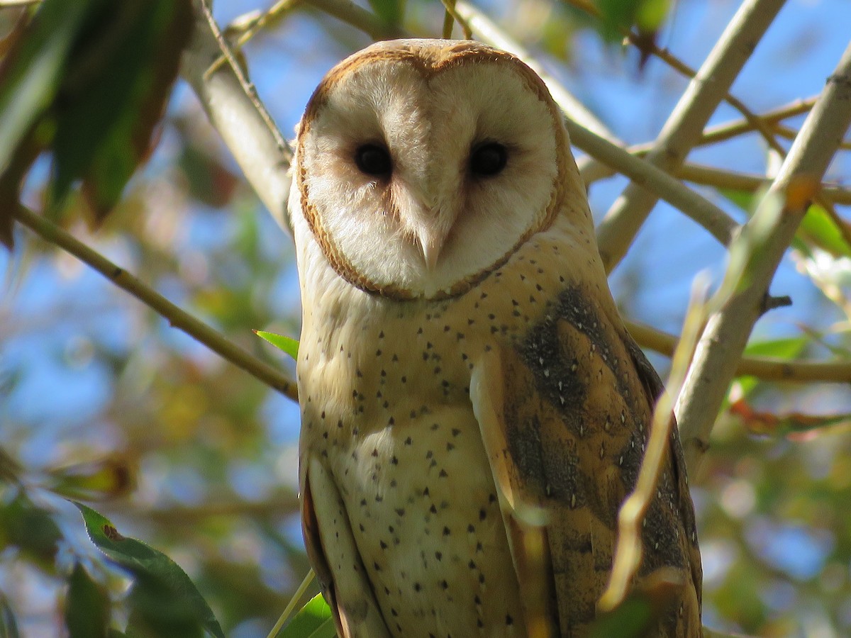Barn Owl - Nick Swan