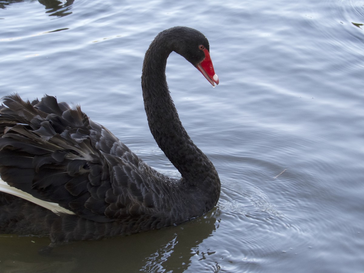 Black Swan - ML115387751