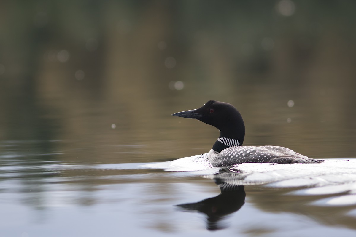 Common Loon - Justin Saunders